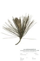 藏品(臺灣二葉松)的圖片